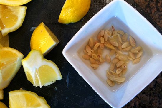 Как выращивать лимон дома из косточки без прививки?