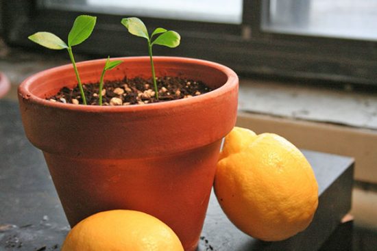 Как выращивать лимон дома из косточки без прививки?