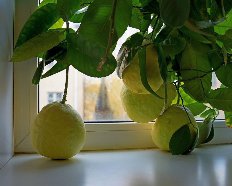 На листьях лимона появились желтые пятна: что делать, причины и лечение