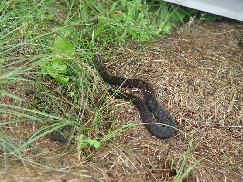 Опасные соседи: как навсегда избавиться от змей на дачном участке