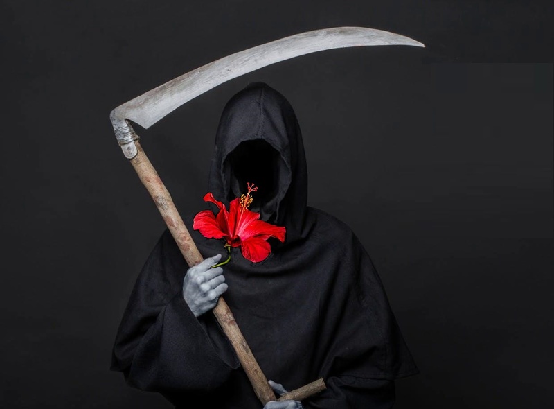 Почему гибискус — это цветок смерти?