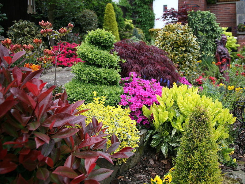 Достойные кисти художника: выбираем лучшие декоративные кустарники для сада