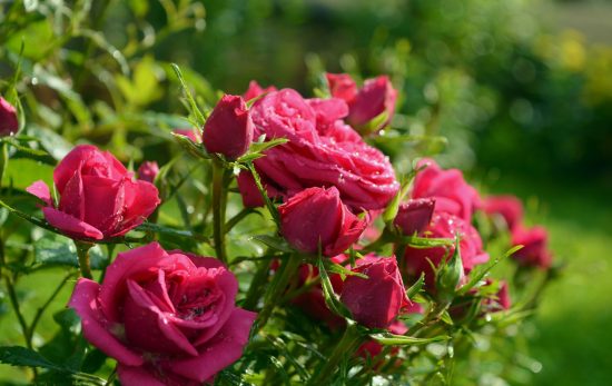 Розы на садовом участке