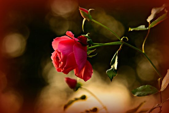 Тонкий побег розы с цветком