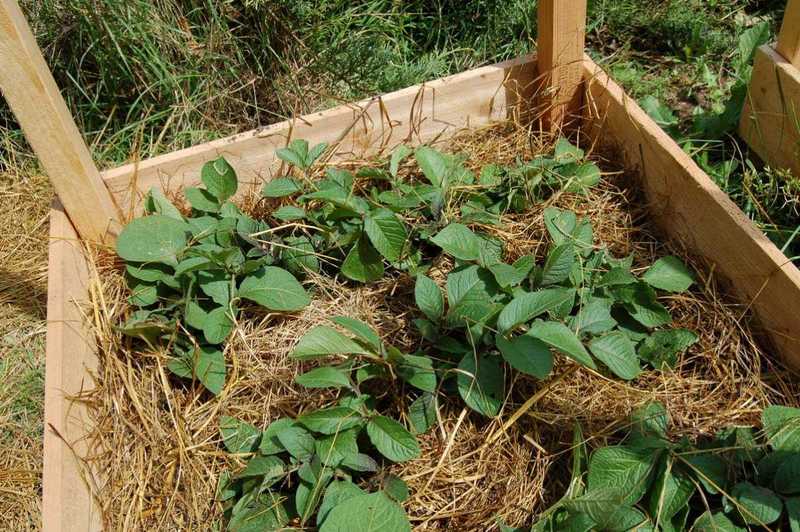 Как посадить картошку второй раз за лето и получить отличный урожай