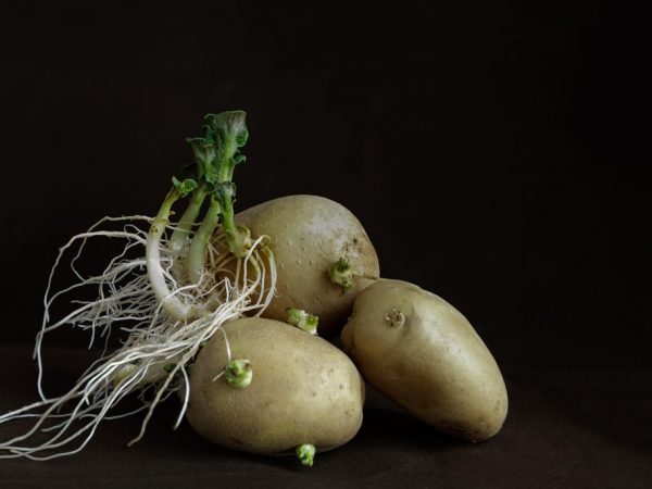 Посадка картофеля второй раз за лето: сроки, подходящие сорта, видео иотзывы