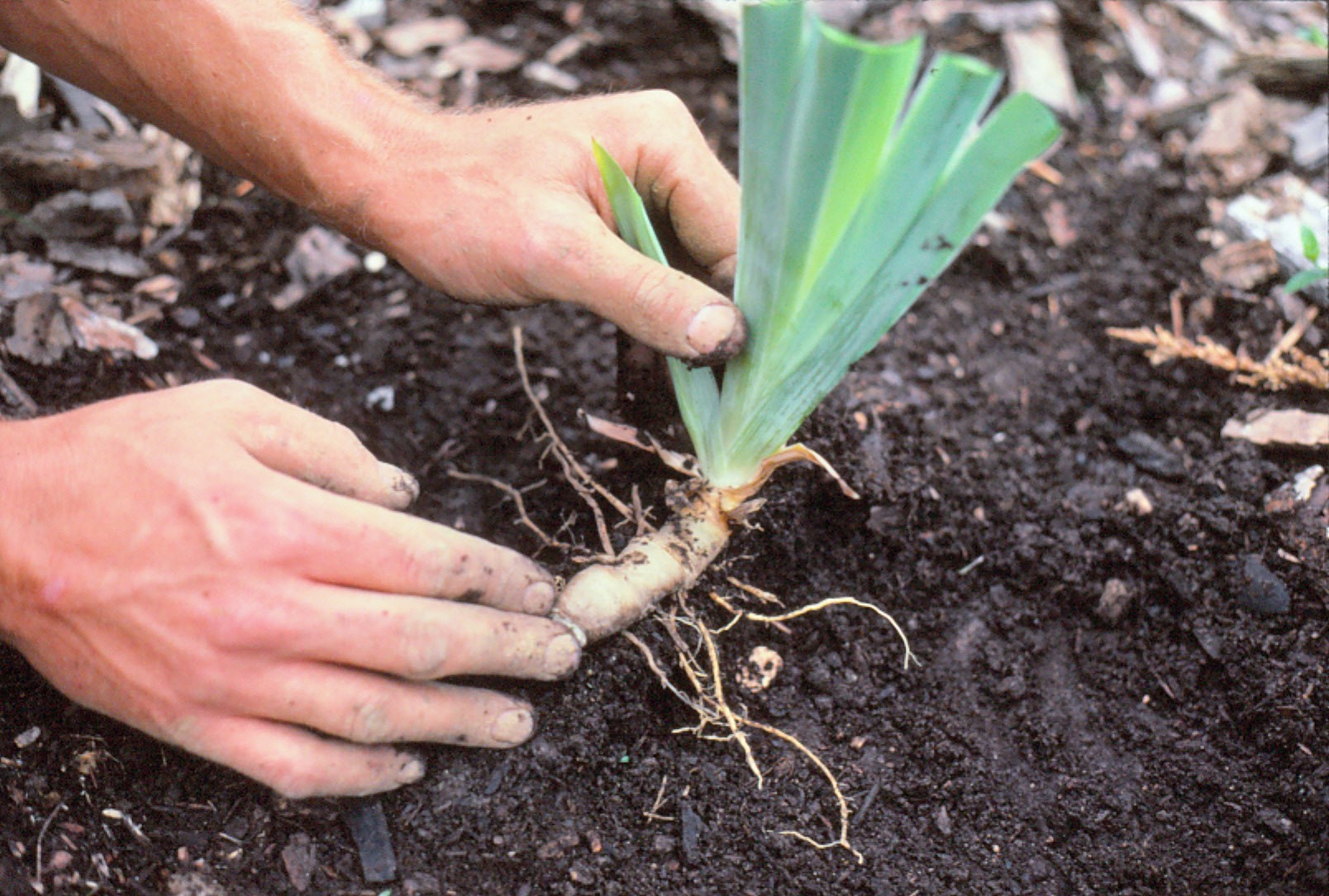Подготовка почвы и растения