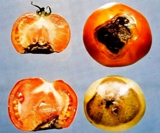Гниющие с вершин ягоды томата целиком и в продольном разрезе