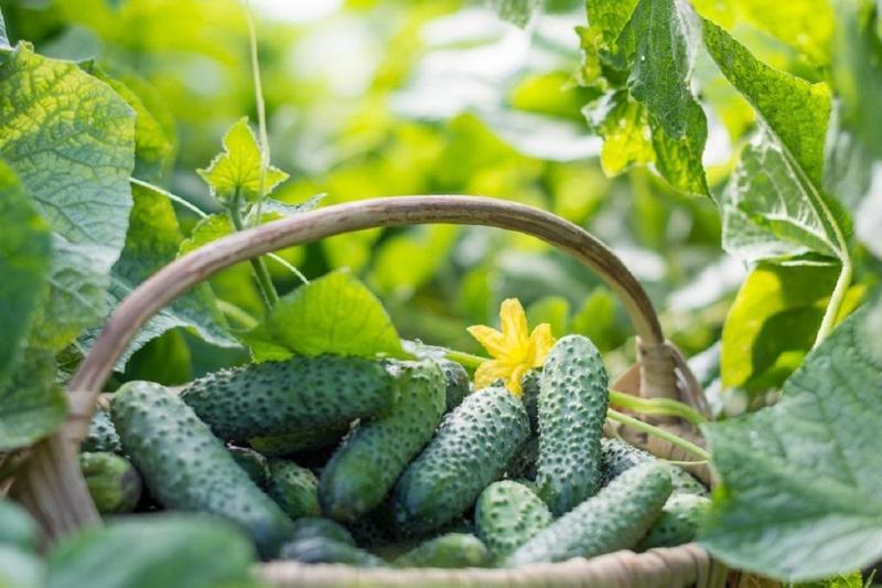 Чем подкормить огурцы в период плодоношения для отличного урожая