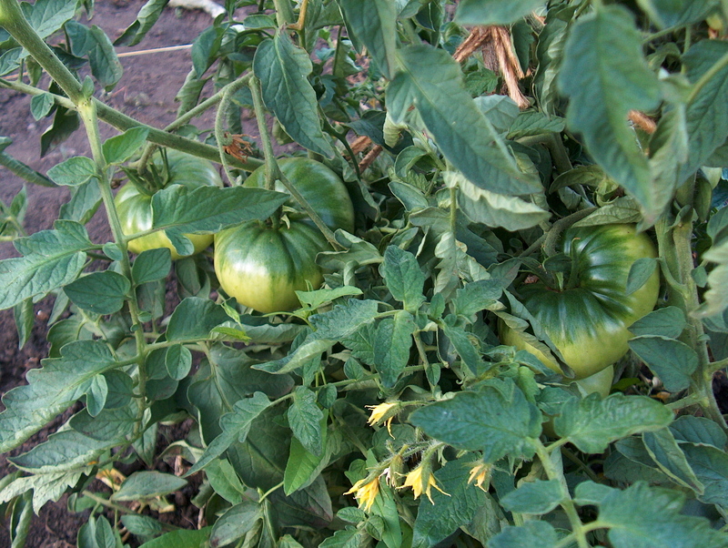 У помидоров скручиваются листья: что нужно срочно сделать?