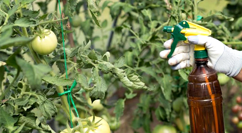 Как и чем подкормить рассаду помидоров, чтобы потом собрать хороший урожай - Лайфхакер