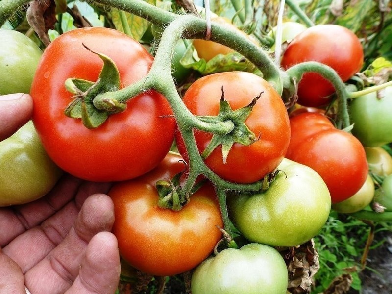 Чем подкормить помидоры в период плодоношения: лучшие подкормки, рецепты исроки