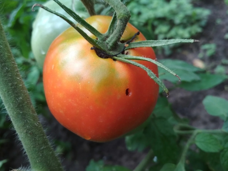 Почему в помидорах появляются дырки: кто их ест?