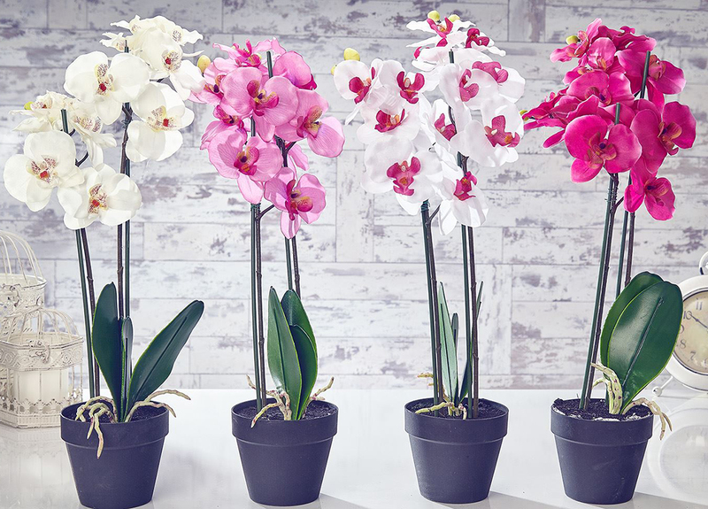 Можно ли держать дома орхидеи (фаленопсис)