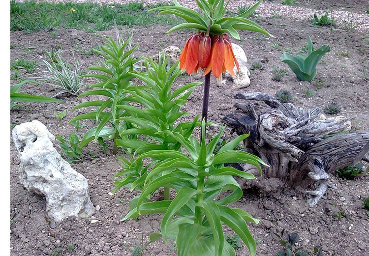 Рябчик цветок фото на клумбе