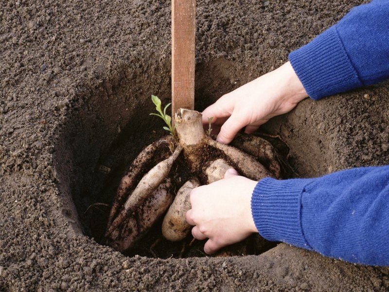 Как правильно посадить георгины, рекомендации по выращиванию