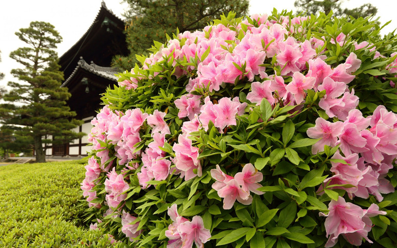 Рододендрон – «розовое дерево» в саду