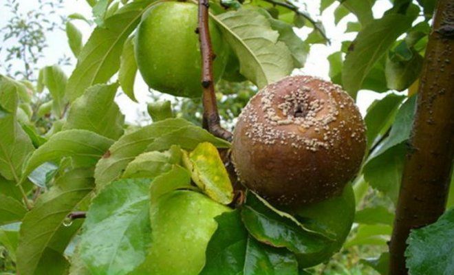 Что делать, если яблоки гниют на деревьях: советы по обработке сада