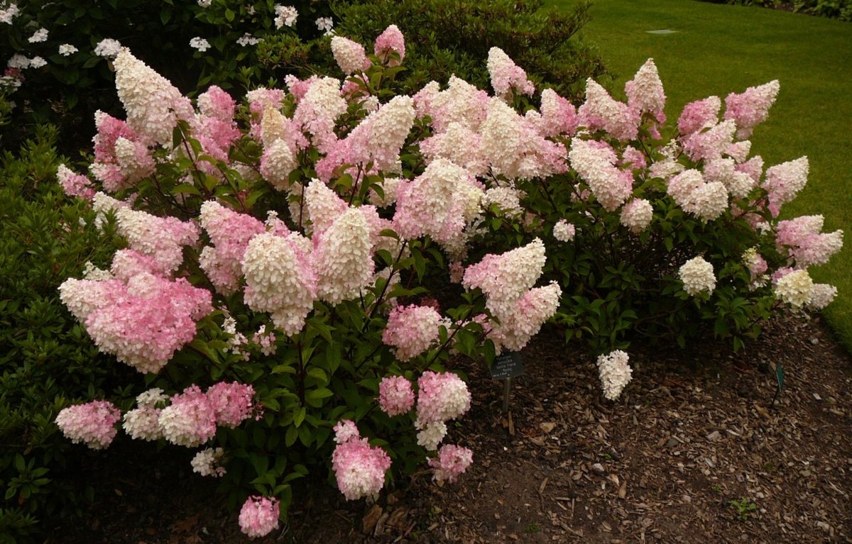 Гортензия метельчатая бело розовая фото