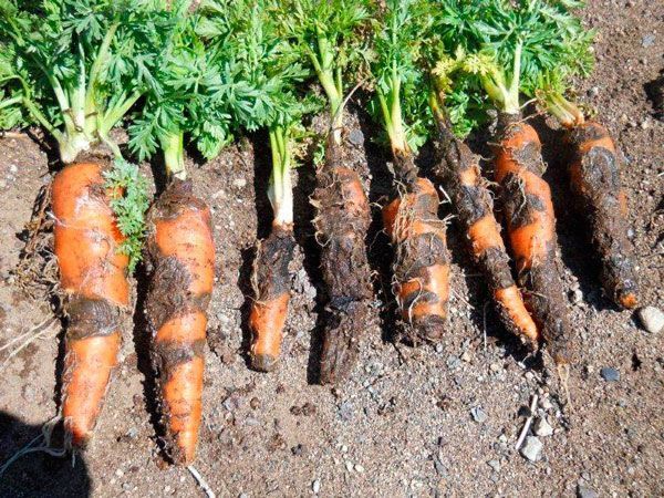 Что посадить после моркови на следующий год, а что не следует