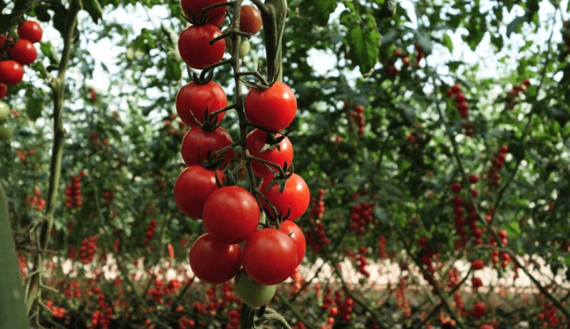 Что посадить после помидоров на следующий год, чтобы урожай порадовал