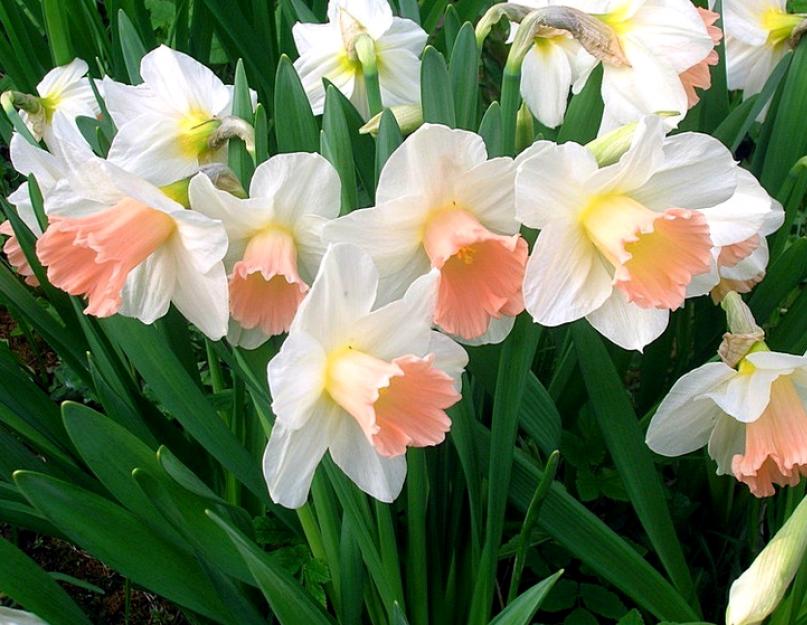 30 ярких цветов, которые можно сеять в открытый грунт в мае | В цветнике (азинский.рф)
