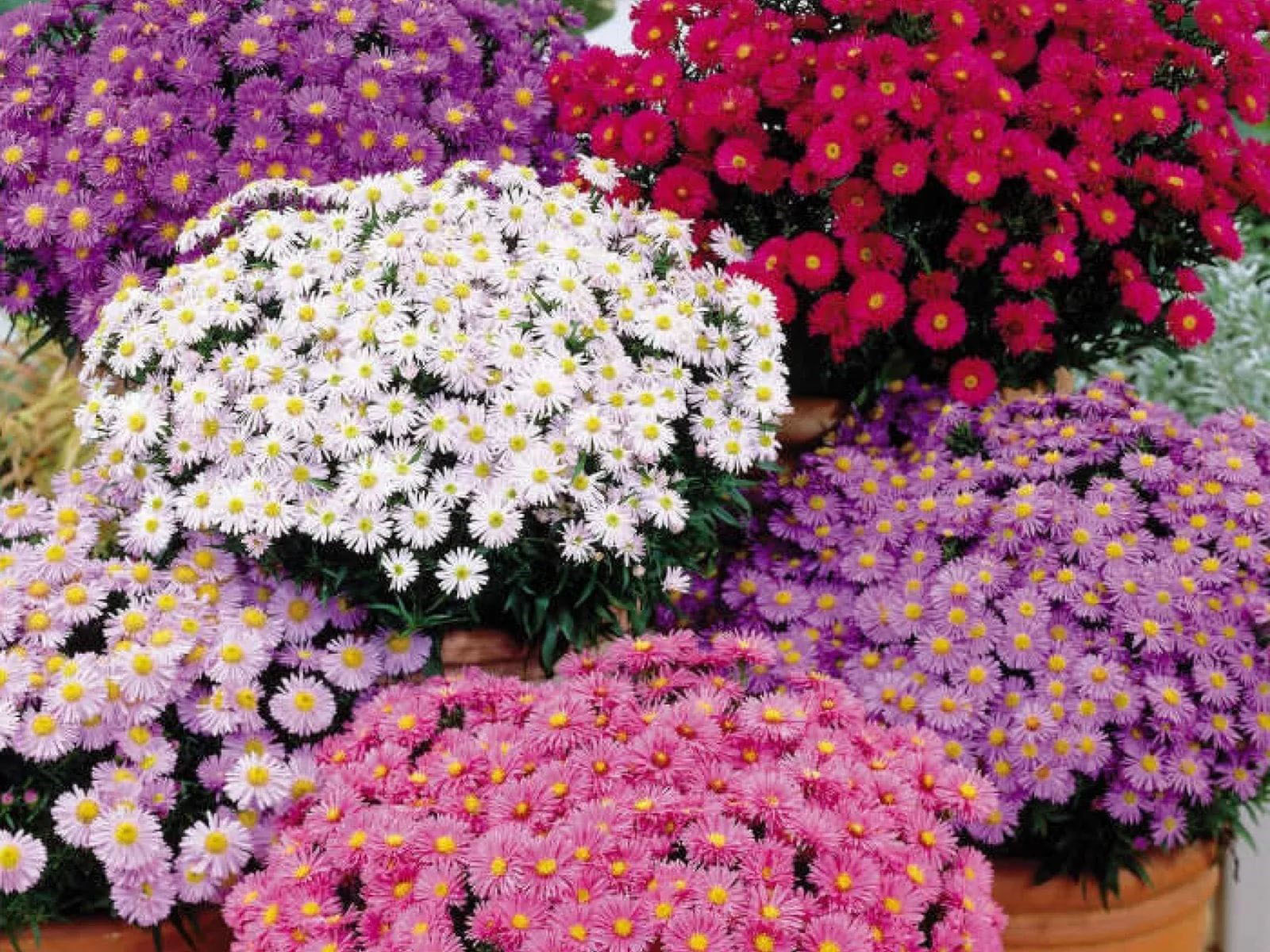 Многолетние цветы для Сибири: самые неприхотливые и долгоцветущие, обзор сфото