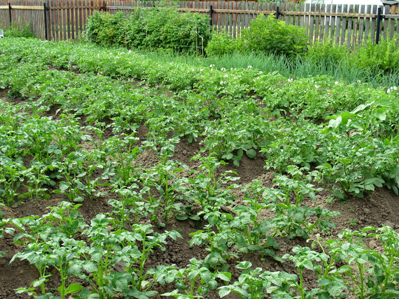 Какие сидераты посадить после картофеля, чтобы обогатить землю