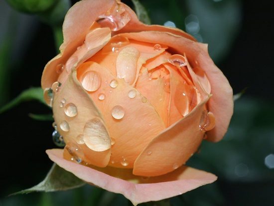 Цветок розы в каплях воды