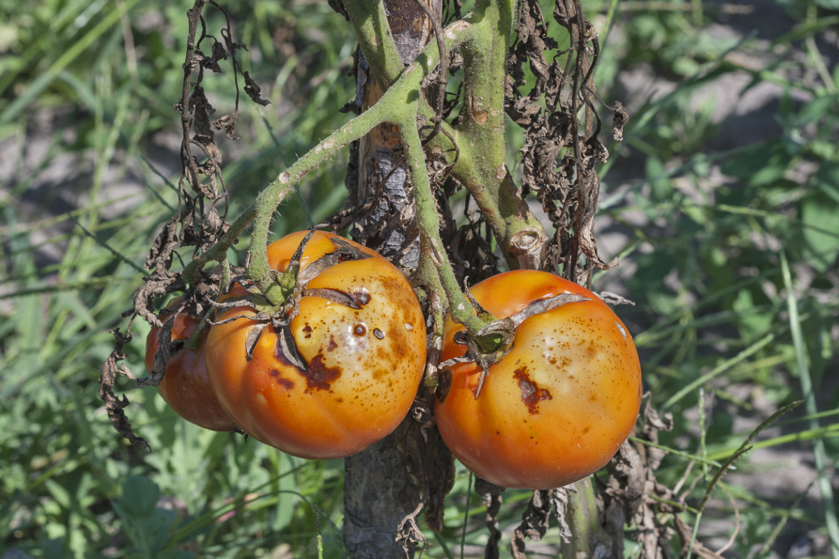 Что такое фитофтора на помидорах в теплице фото
