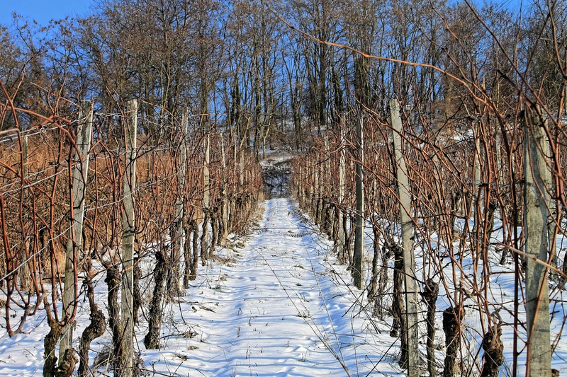 Как укрыть виноград на зиму, чтобы он не вымерз