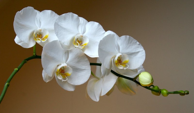 Что делать с орхидеей после цветения и нужно ли удалять стрелку