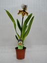 орхидея венерин башмачок