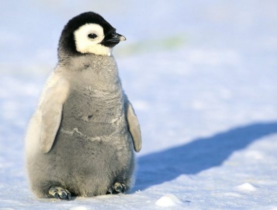 Маленький пингвин