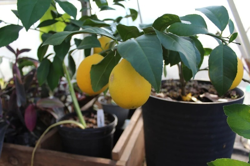 10 плодовых растений, которые легко вырастить в домашних условиях
