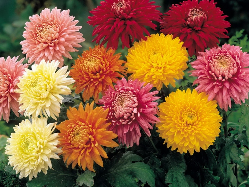Поздние осенние цветы: названия и фото самых красивых