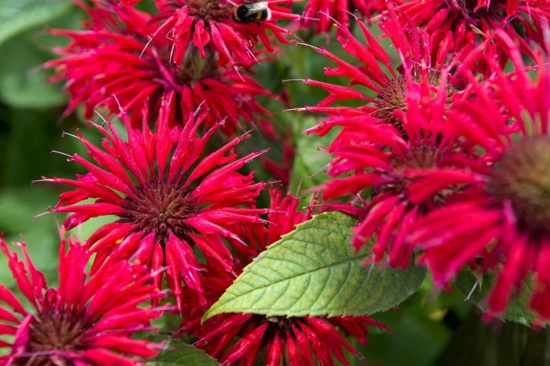 В оттенках красного: 10 “огненных” растений для декоративного огорода