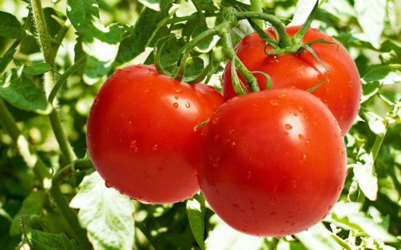 Экономия места: 9 культур, которые можно высаживать рядом с томатами в теплице