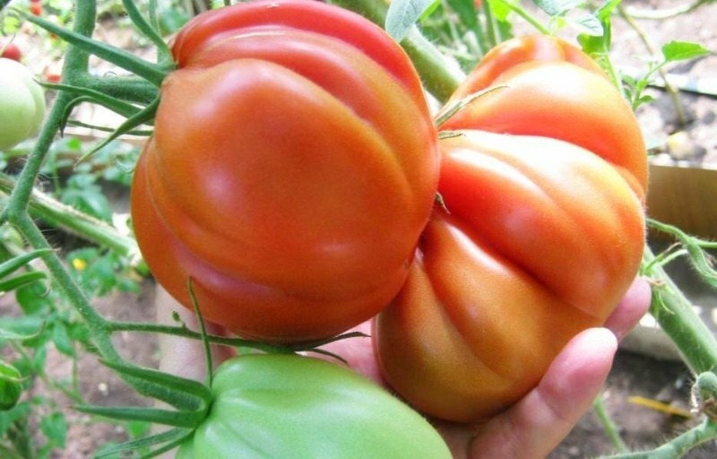 8 сортов томатов, которые можно выращивать без рассады